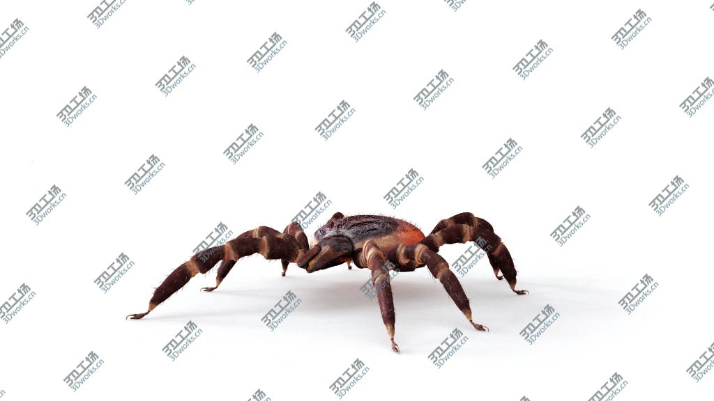 images/goods_img/202104022/Maya Tick realistic 3D model/4.jpg